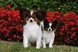 EPAGNEUL PAPILLON 014